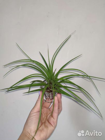 Тилландсия атмосферная