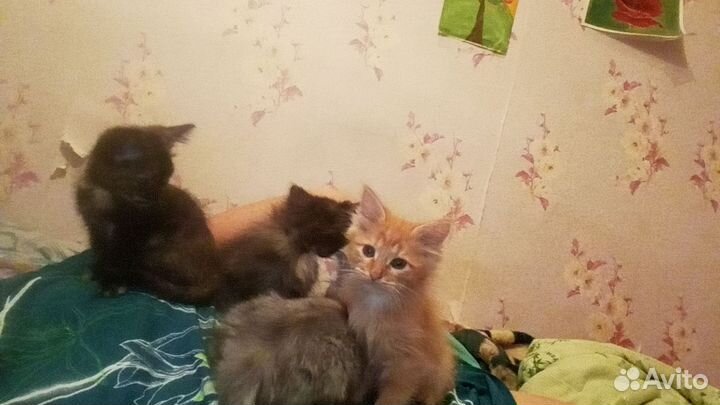 Кошка в дар бесплатно