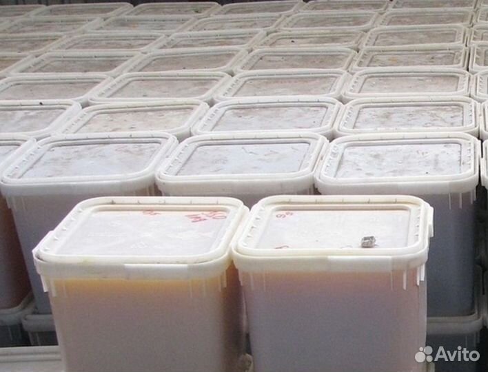 Свежий мед цветочный оптом