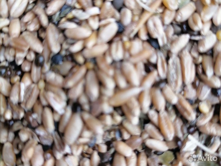 Зерноотходы