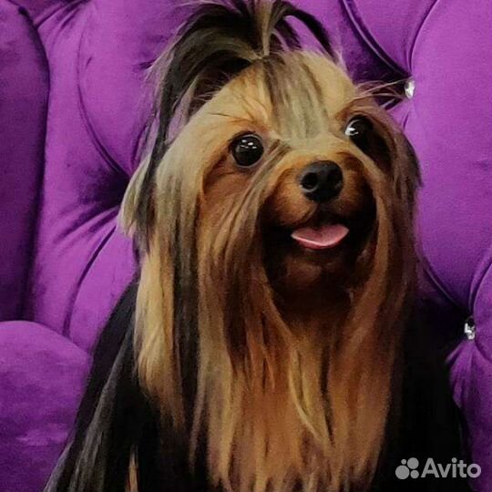 Йоркширский терьер супер мини