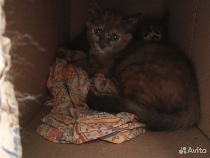 Котята в добрые руки