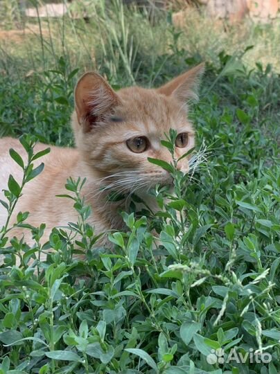 Кошечка в добрые руки)