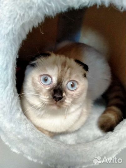 Шотландский вислоухий котенок (девочка)