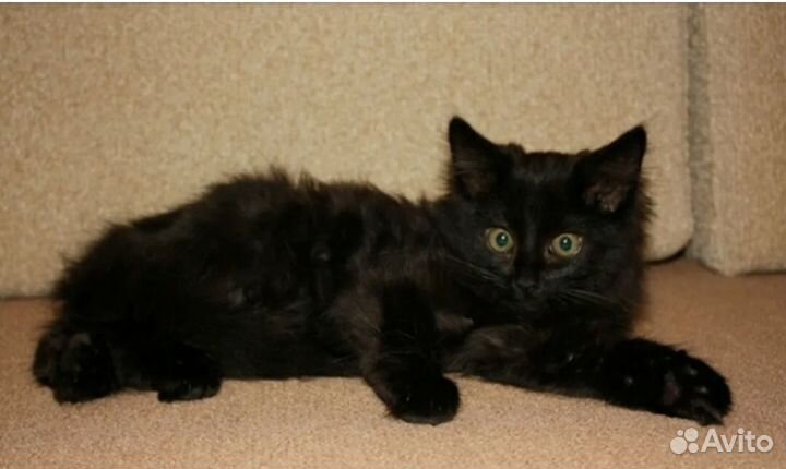 Котёнок Смолли