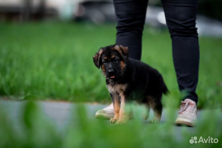 Немецкая овчарка щенок