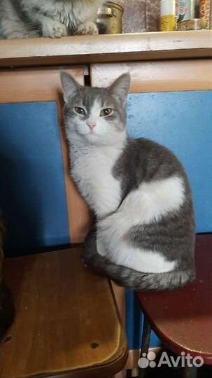 Кошечка стерилизованная