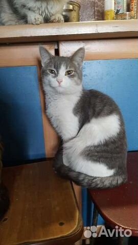 Кошечка стерилизованная