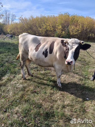 Тёлка стельная