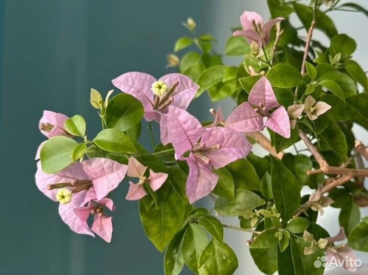 Бугенвиллия черенки Glabra