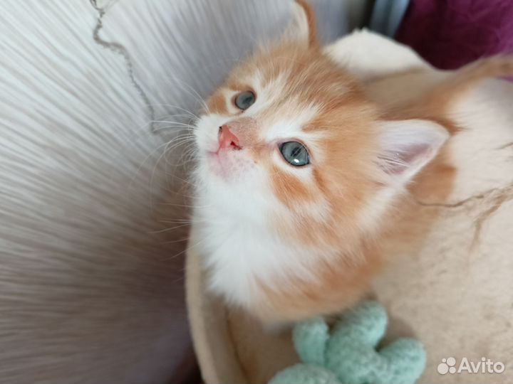 Рыжий котенок