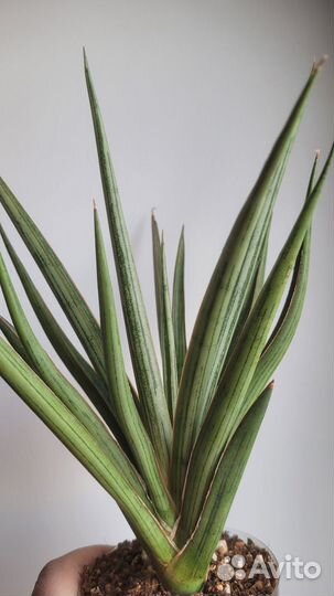 Сансевиерия Bunlue Torch silver