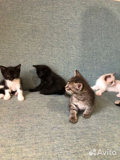 Котята в добрые руки бесплатно