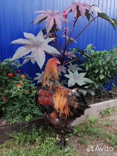 Брама колумбийская, куропатчатая