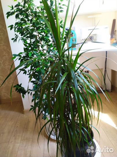 Комнатные цветы Фикус и драцена