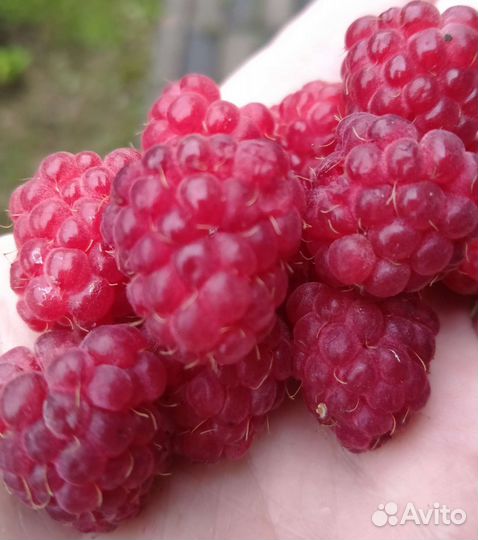 Саженцы малины