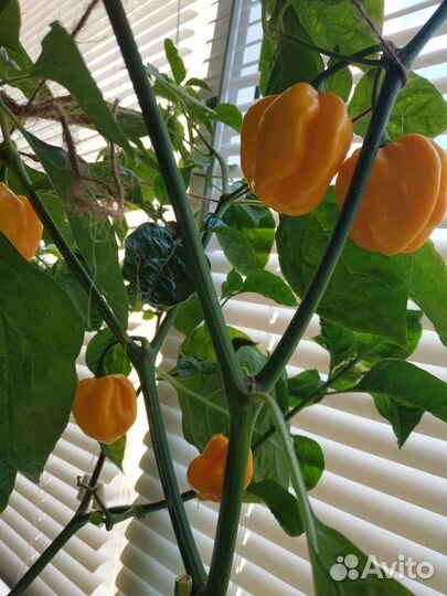 Перец сверхострый острый жгучий