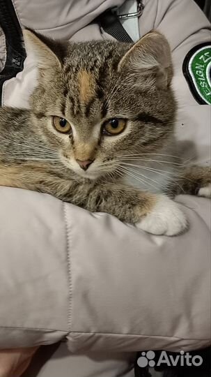 Кошка