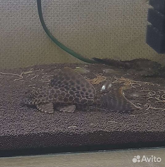 Парчовый сом