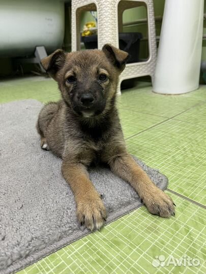 Ищем хозяина