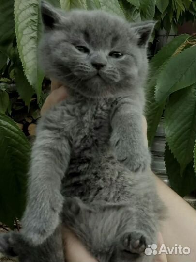 Шотландский котенок, очень красивый