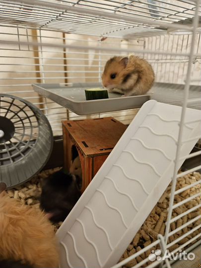 Сирийский хомяк бесплатно