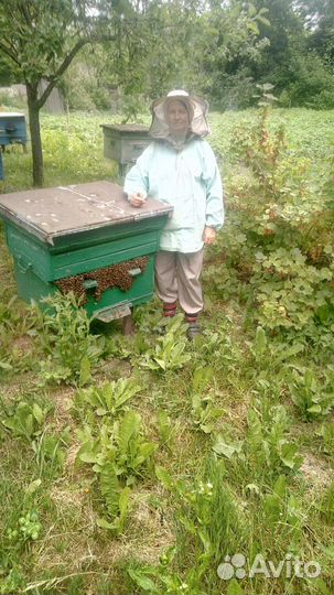 Пчелосемьи