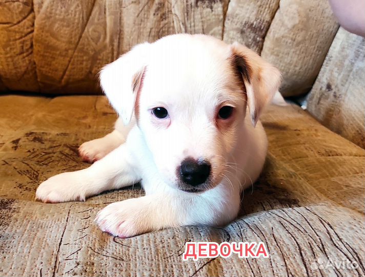 Щенки джек Рассел терьер