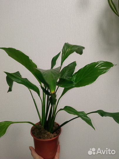 Растения Спатифиллум