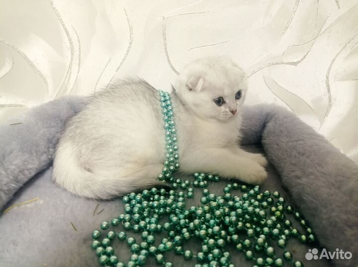 Шотландские котята