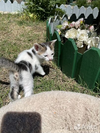 Котята в добрые руки с паспортом