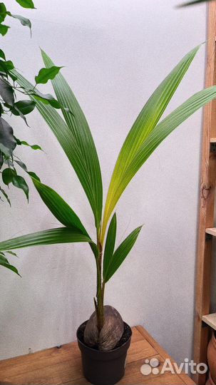 Кокосовая пальма, golden malay