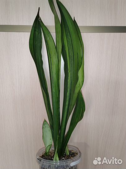 Муншайн мутант бразил, с детками