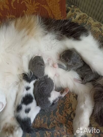 Отдаю котят, бесплатно