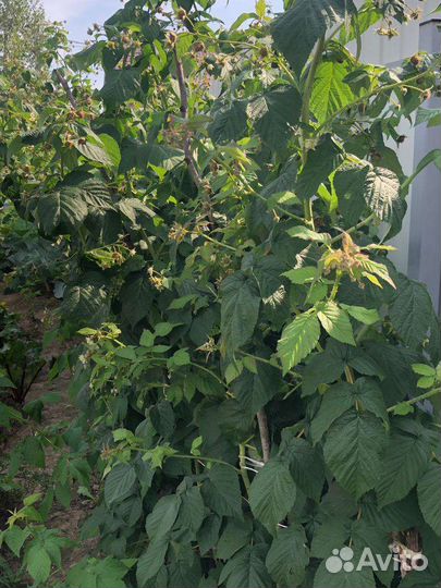 Саженцы ремонтантной малины