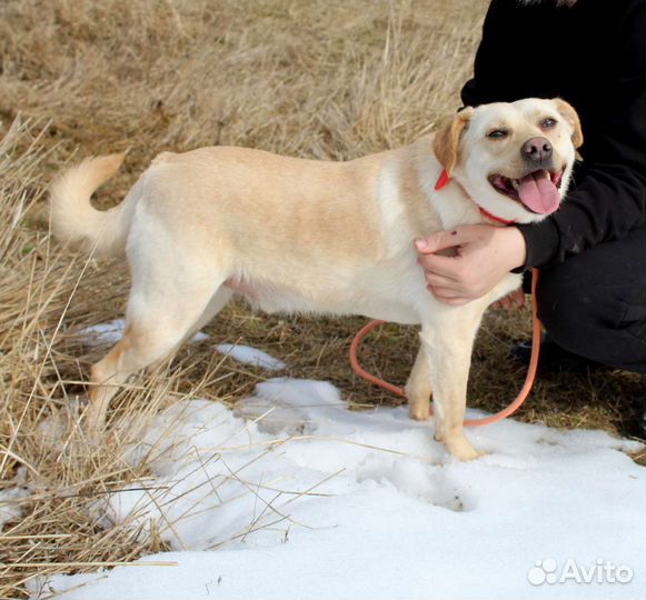 Уже не щенок но ещё маленький ищет дом