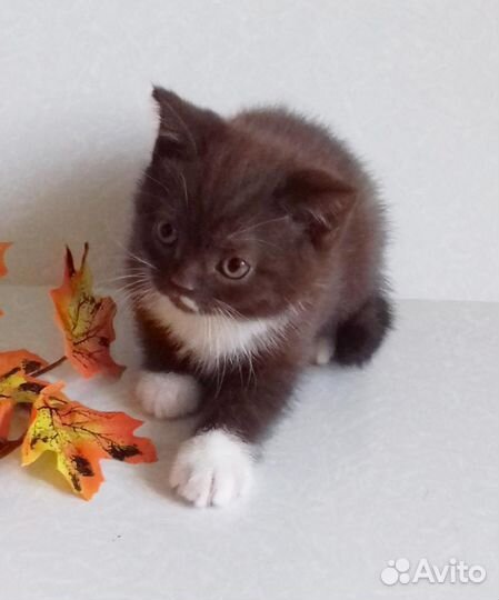 Элитные британцы в разноцветных шубках