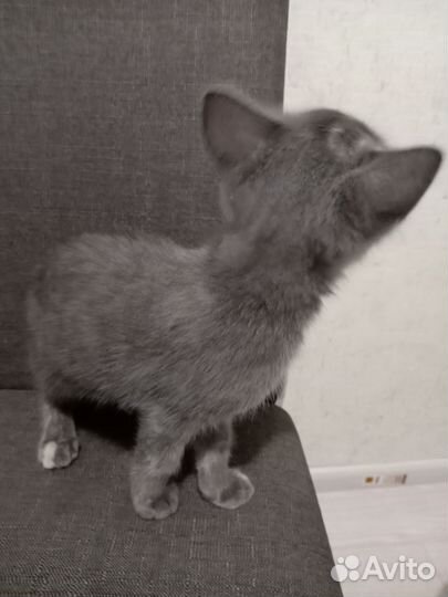 Котёнок 3-4 месяца девочка