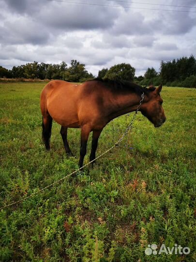 Кобыла с жеребенком