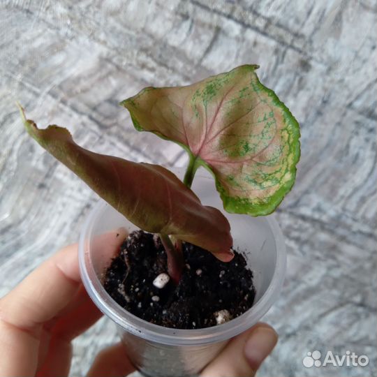 Сингониум клубничный лед