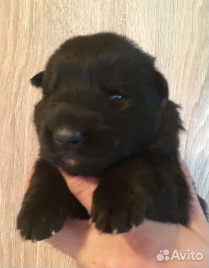 Щенки чёрной немецкой овчарки