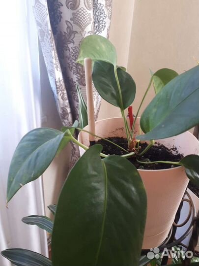 Комнатные цветы для офиса и дома