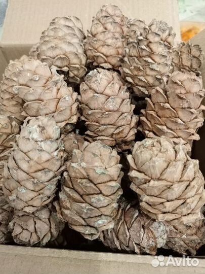Шишка кедровая