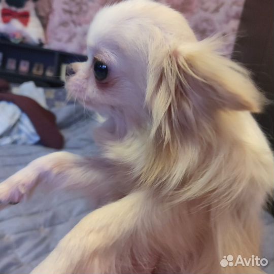 Чихуахуа