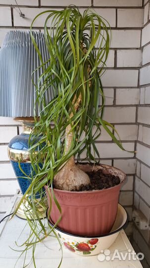 Нолина (бокарнея)