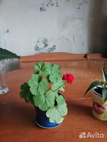 Веселый каланхое В вашем доме