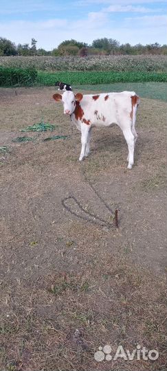 Сельхоз животные телята