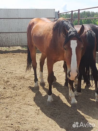 Жеребцы 2х летки