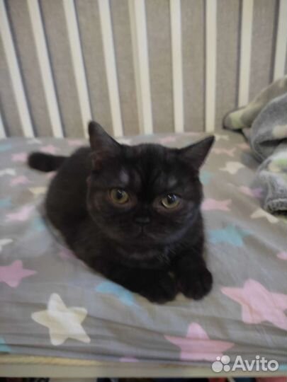 Кошка в дар шотландскую