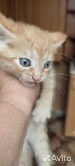 Котята рыжие бесплатно